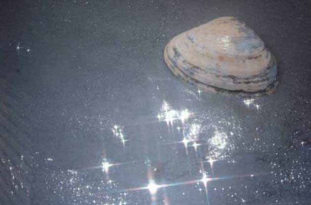 sparkling sea shell, Virginia